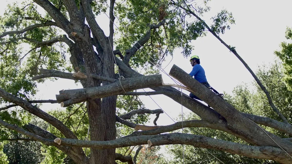 Professional Hazardous Tree Removal performed by certified arborists in Henning