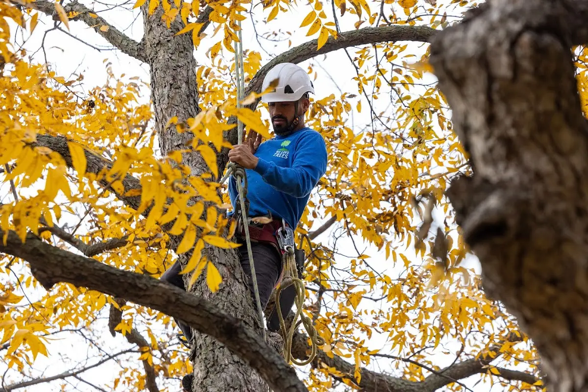 Skilled Tree Planing crew working in Henning